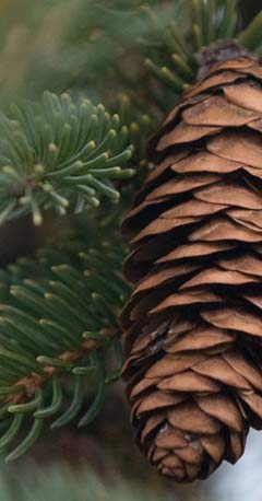 Fir Cone