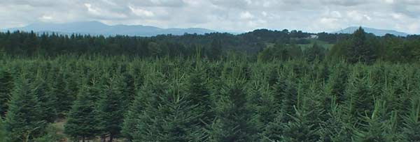 Vermont Christmas Tree Farm