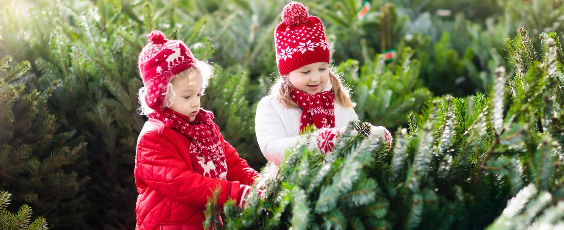 Kids at Christmas Tree Harvest