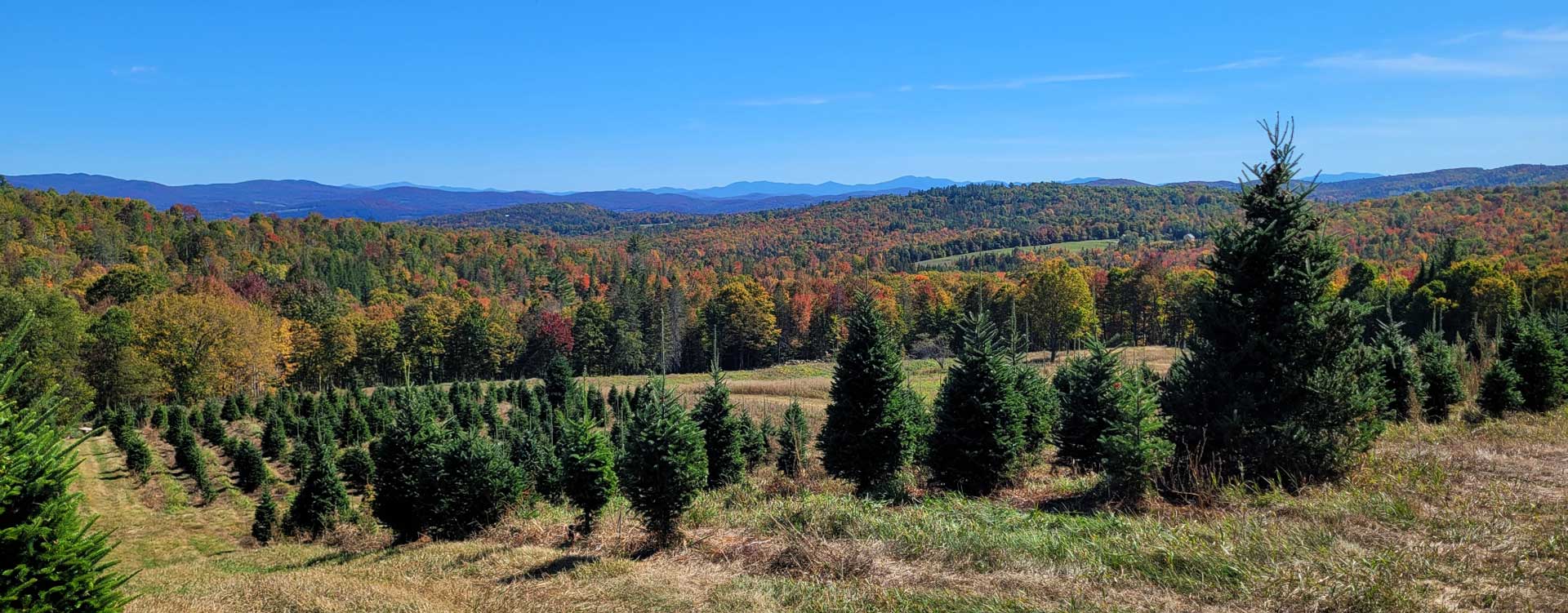 pineberry tree farm view