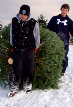 Christmas Tree Harvest