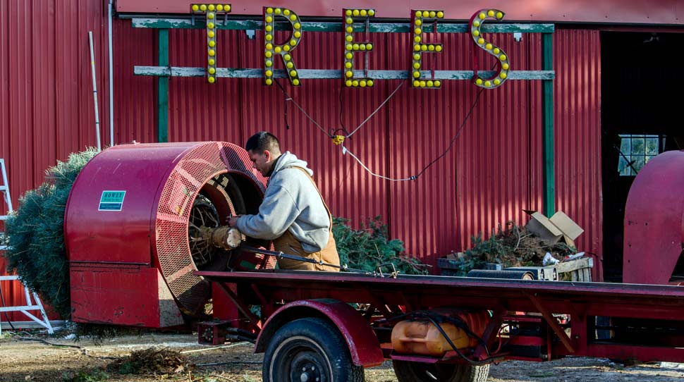 Tree Preparation